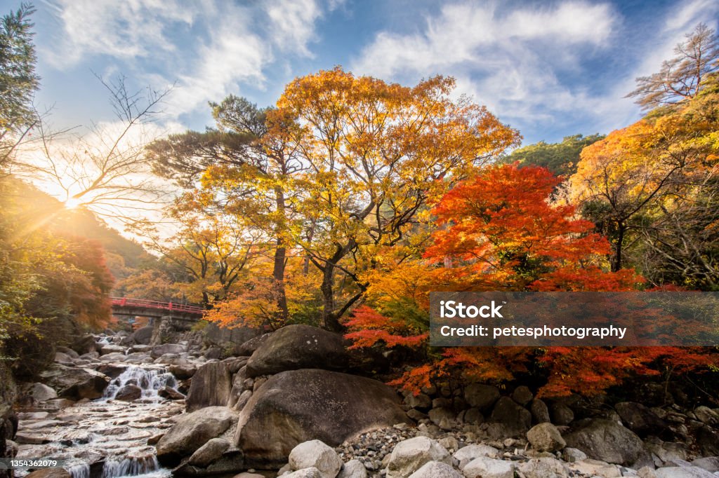 A Japanese mountain stream and waterfall with bright autumn colours Sun shining through Japanese Maple trees with a freshwater mountain stream. Japan Stock Photo