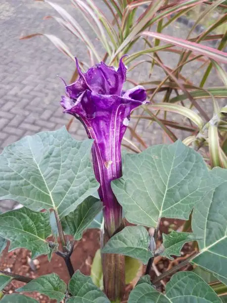 Datura metel, or sacred datura, Angel's Trumpet, Devil's Trumpet, is the name of a poisonous perennial plant and ornamental flower of southwestern North America. It is sometimes used as a hallucinogen