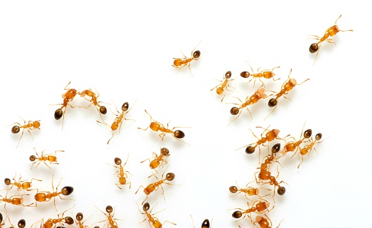 Ants walking on white background.