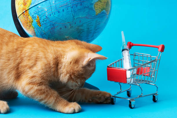 istock Globe, kitten and syringe in a shopping cart 1354367601