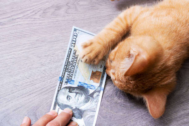 istock Kitten playing in a pile of dollar bills 1354367658