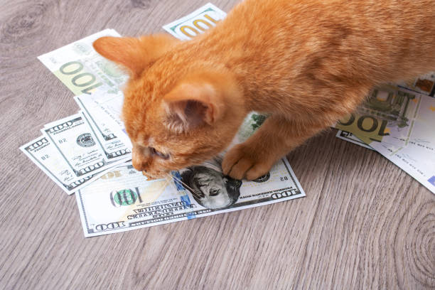 istock Kitten playing in a pile of dollar bills 1354367690