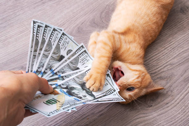 котенок играет в куче долларовых купюр - money cat стоковые фото и изображения