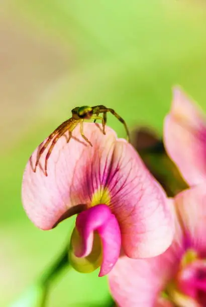Photo of Close-Up Of Insect On Pink Flower