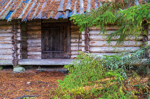 Old log house with a door in the woodland