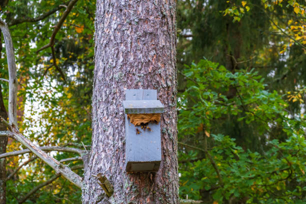 istock Nest box with European hornet wasp 1354369152