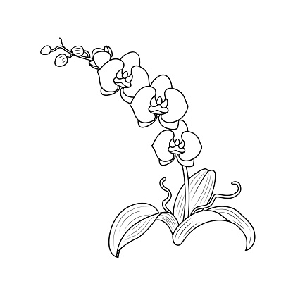 Black and white vector illustration of a children's activity coloring book page with pictures of Nature orchid.