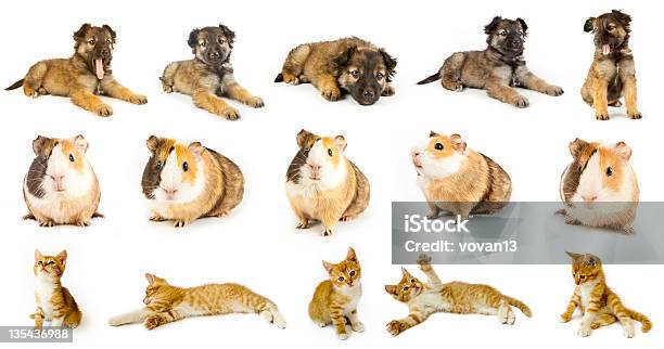 動物 - カットアウトのストックフォトや画像を多数ご用意 - カットアウト, コレクション, 野生のネコ科動物