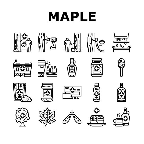 ilustrações de stock, clip art, desenhos animados e ícones de maple syrup delicious liquid icons set vector - maple tree