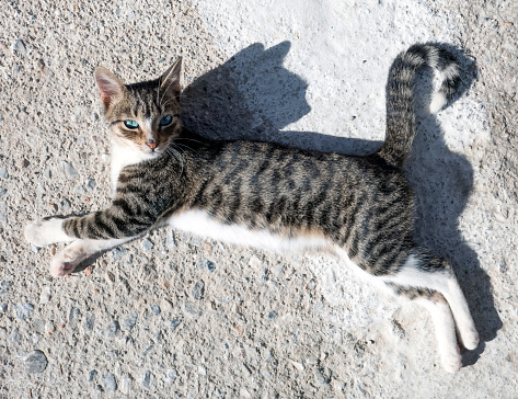 young cat (with drop shadow) on Karpathos, Greece
