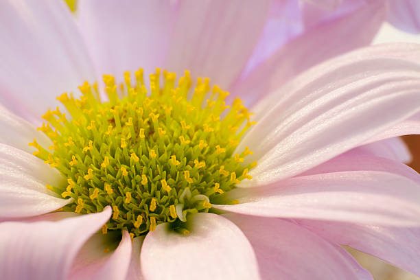 Púrpura flor - foto de stock