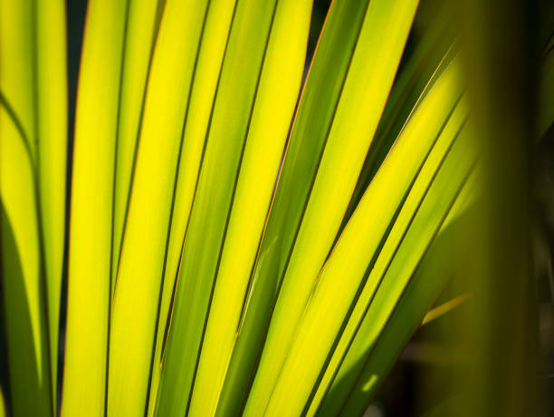 istock Abstract of Fountain Palm Leaf and Shadow 1354374669