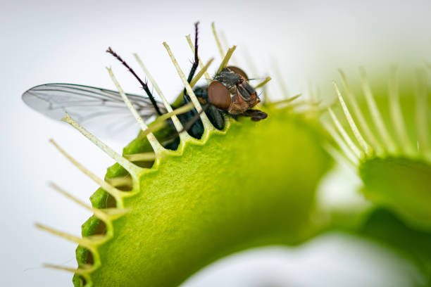 Half caught fly in Venus fly trap A macro image of a common house fly half caught inside a hungry Venus fly trap plant carnivorous photos stock pictures, royalty-free photos & images