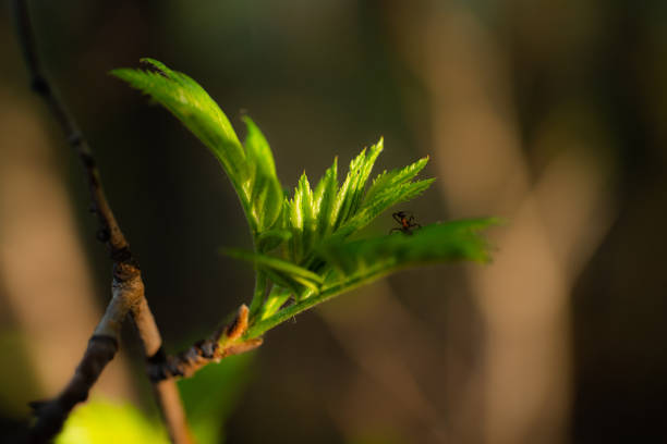 Young Spring green buds on the tree branches. Springtime seasonal macro close up