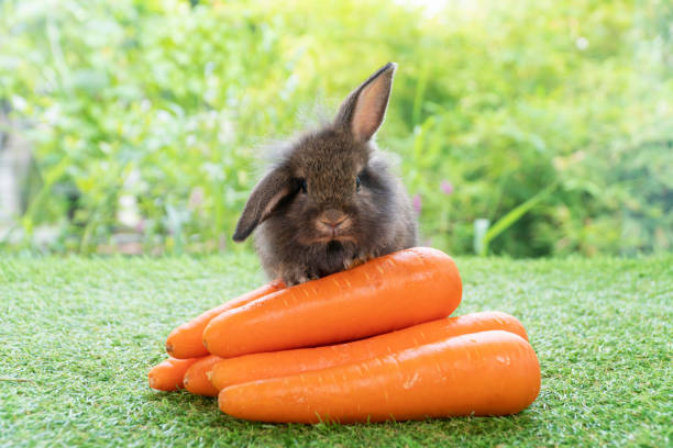 istock Adorable small baby brown black rabbit bunny sitting with front orange pile fresh carrot on green grass on bokeh nature background. Easter animal and vegetable food concept. 1354376655