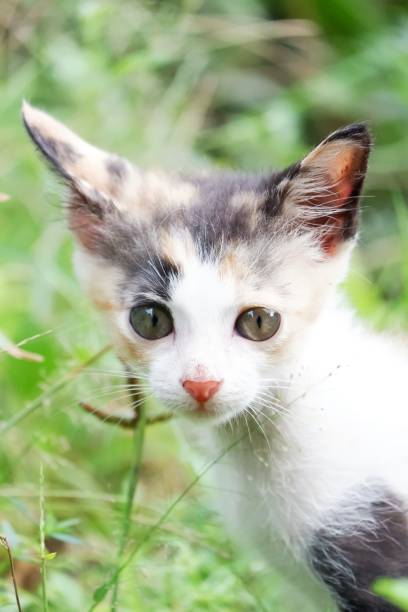 istock In selective focus a cute kitten standing in green grass nature,animal life 1354376680