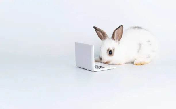 Adorable furry baby little white brown rabbit looking at laptop learn something while sitting over isolated white background. Easter animal bunny education technology concept.