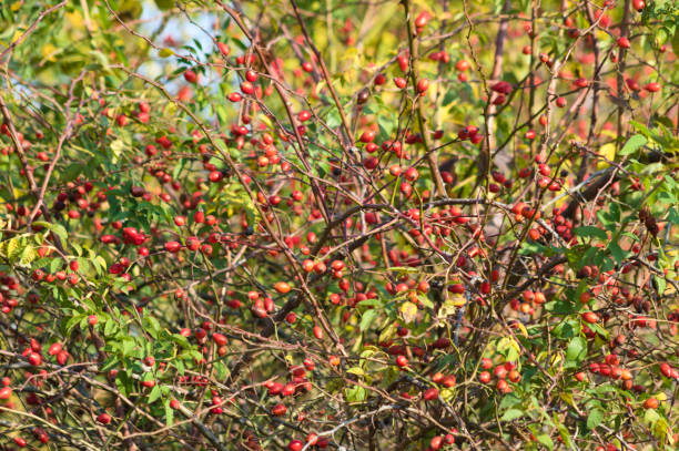 istock Dog rose bush with seeds close-up view with selective focus on foreground 1354378369