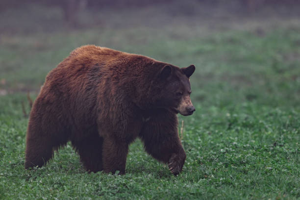 istock A black bear walking in the meadow 1354379826