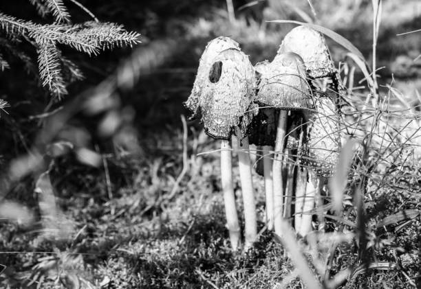 mushroom hat, fungal development stage, middle fungal development stage,  Aperture 6.7, exposure time 1/180 sec., ISO 200, focal length 53 mm, UV filter,