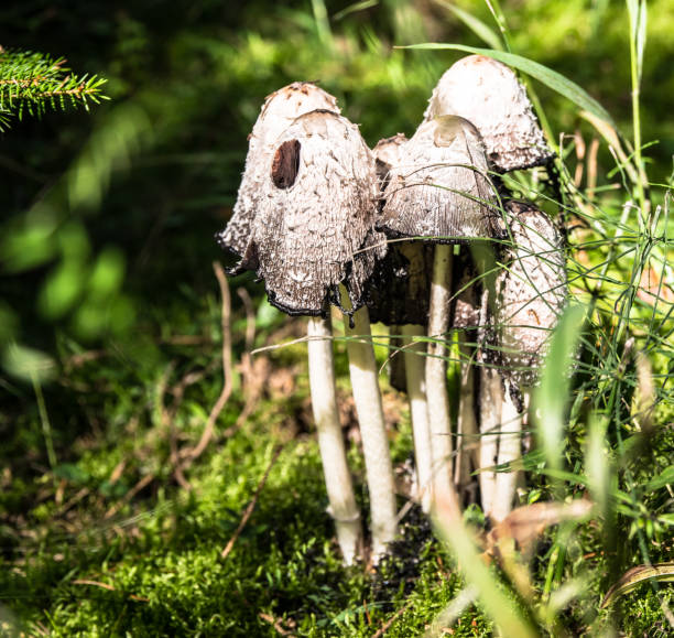 Aperture 6.7, exposure time 1/180 sec., ISO 200, focal length 58 mm, UV filter, sun visor,  Coprinus comatus, asparagus mushroom, porcelain ink mushroom, ink mushroom, inks schopfling, mushroom hat, fungal development stage, middle fungal development stage,