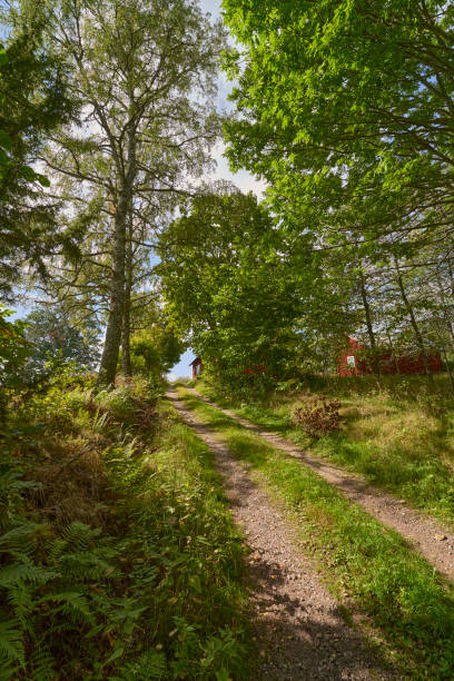 istock a forest path lined with trees with the famous red swedish houses at the end 1354381701
