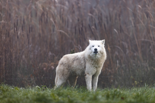 Arctic wolf walking in a forest