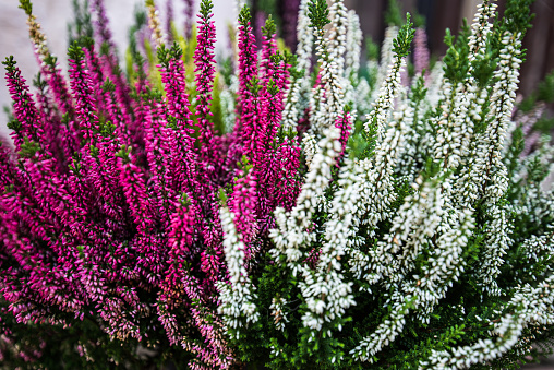 Heather of different colors in a flower pot. Pink, purple and white