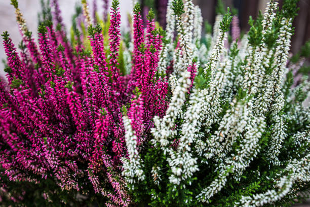 Heather of different colors in a flower pot. Pink, purple and white Heather of different colors in a flower pot. Pink, purple and white. heather flower stock pictures, royalty-free photos & images