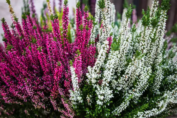 Heather of different colors in a flower pot. Pink, purple and white.