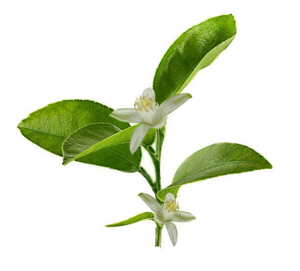 istock Lemon branch with leaves and flowers isolated on white background with clipping path 1354384468