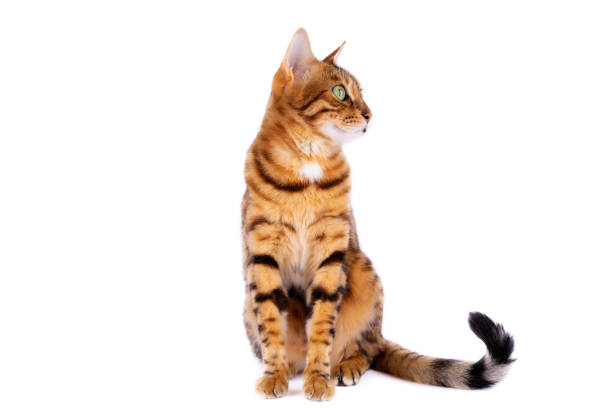 The tabby cat sits and looks to the right. The tabby cat sits and looks to the right. bengal cat purebred cat photos stock pictures, royalty-free photos & images