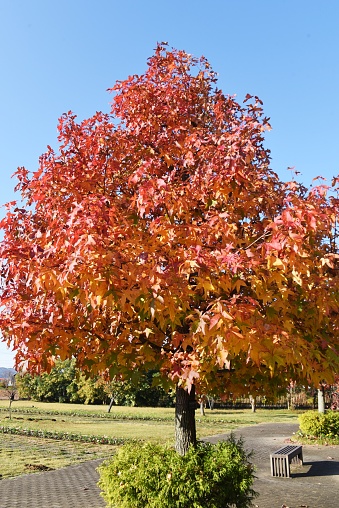 Autumn leaves of American sweetgum. Altingiaceae deciduous tree.