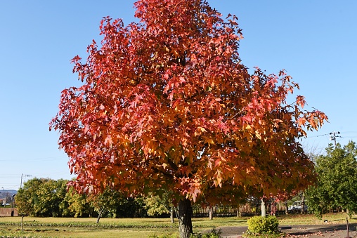 Autumn leaves of American sweetgum. Altingiaceae deciduous tree.