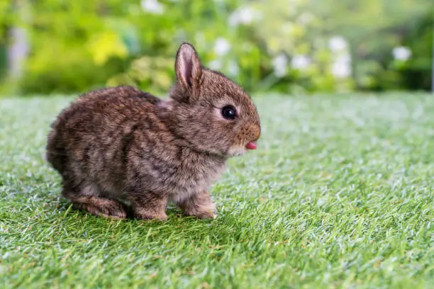 Adorable fluffy baby brown bunny rabbit sitting alone on green grass over natural background. Furry cute wild-animal single at outdoor. Easter animal concept.