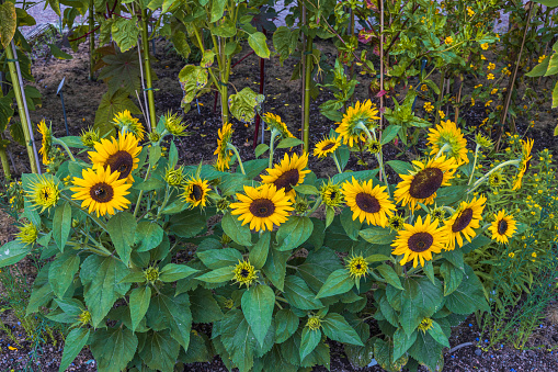 Beautiful view of yellow sunflower with dark green leaves. Beautiful natural background. Sweden.