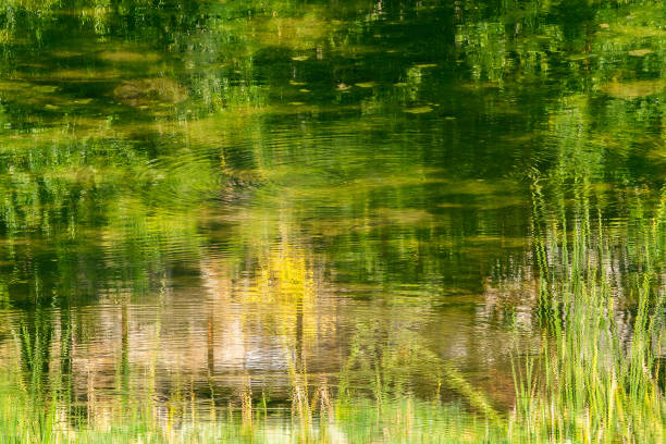 istock Reflections of plants and trees in the lake 1354390749