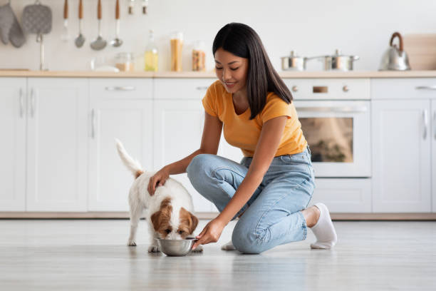 Loving korean lady petting her dog while feeding it Loving pretty korean lady in casual petting her fluffy dog jack russel terrier while feeding it, cozy kitchen interior, panorama, copy space. Healthy nutritive full of vitamins and minerals dog food puppy stock pictures, royalty-free photos & images