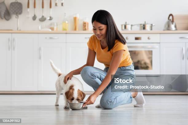 Loving Korean Lady Petting Her Dog While Feeding It Stock Photo - Download Image Now