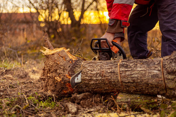 istock During sunset in the forest, unrecognizable man cutting the tree log with hand saw 1354391352
