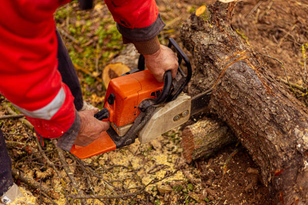 istock Precise lumberjack, cutting the tree log with a electric saw 1354391373