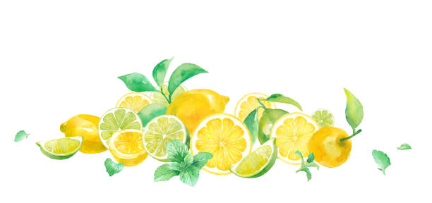 illustrazioni stock, clip art, cartoni animati e icone di tendenza di una rinfrescante illustrazione ad acquerello di agrumi e menta. immagine della raccolta di limoni e lime. (vettore. il layout può essere modificato) - lime ripe fruit citrus fruit