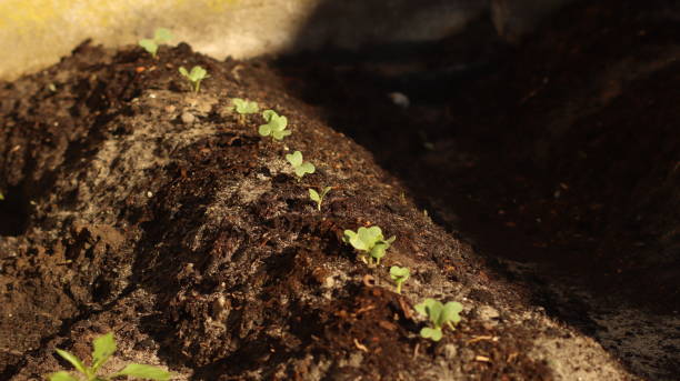 istock Home and Garden photography in Spring 1354394493