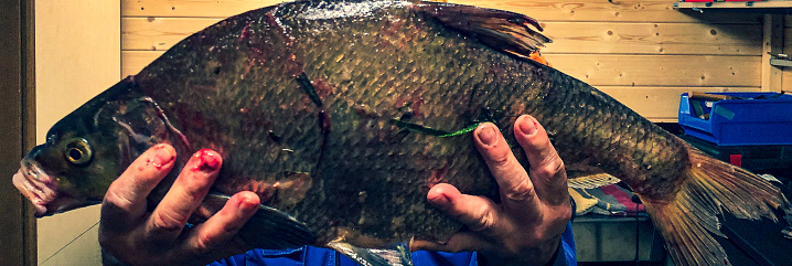 A beautiful 60 cm big and 2 kilogram heavy bream directly at the fishing spot.