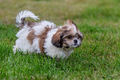 Cute small shih tzu puppy outdoors