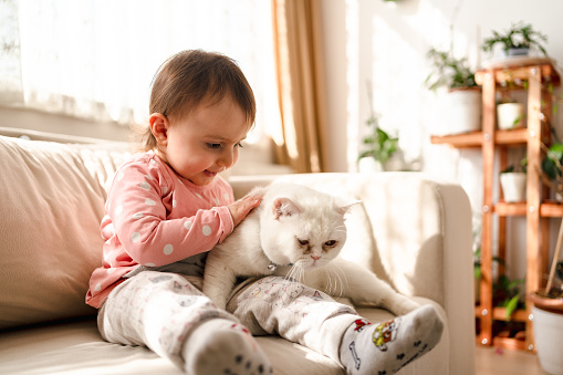 Child playing with cat. Kid and kitten