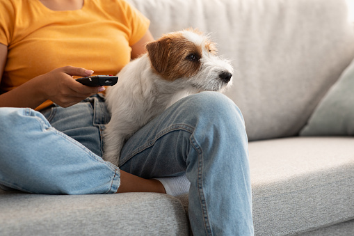 Sweet fluffy jack russel terrier dog watching TV with its female owner, unrecognizable woman chilling at home with her pet, sitting on couch, flipping through the channels, copy space