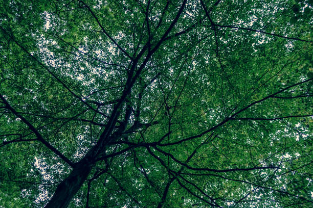 istock A green treetop in summer. 1354401533