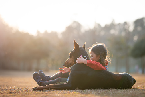 Doberman and girl relaxing in the park at dusk