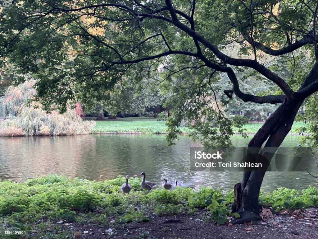 Lake Ducks by lake London - England Stock Photo
